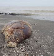 每日新开传奇sf 45yx超变炎黄大陆绿色sf必看攻略